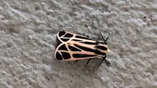 Banded Tiger Moth is Cool Looking! Oviedo, Florida