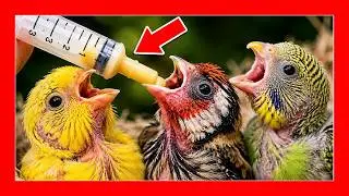 Как кормить птицу 🐤