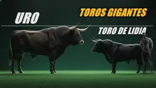 Todos los TIPOS de Toros – Del mas pequeño al Mas GRANDE - COMPARACIÓN DE TAMAÑOS