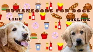 The Ultimate List of Human Foods Dogs Can and Can&rsquo;t Eat