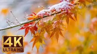 2 Hours - 4K Relaxation Video with Rain Sounds | Last Days Of Fall | Japanese Maple Tree - Part 3