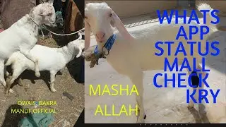 Pets info official ...#whatsappstatus #maal #livestock