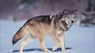 Dead Meadow Let's Jump In Such Hawks Such Hounds Get Up On Down