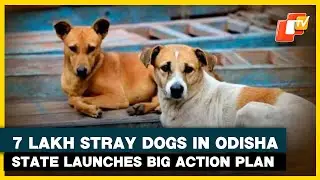 Dogs In Odisha, Reveals Minister; State Plans Mass Sterilisation And Vaccination Drive