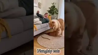 Funny Cats Will Make Your Day 😹#funny