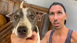 Este REFUGIO me ROMPIÓ EL CORAZÓN 🐶🇵🇭 | FILIPINAS