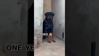 35 Days to One Year Rottweiler transformation #feed #dogbreed pets gsds puppy doglove #rottweiler