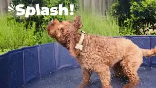 Wet Dog Summer Splash Pool Video 2 16x9