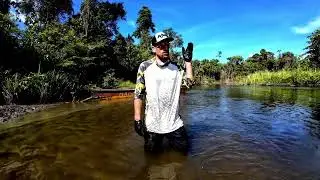SPOT TAIL BASS FIGHT