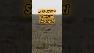 Wild Hyena in Serengeti, Tanzania 🐾 #africa #tanzania #serengeti #tanzania