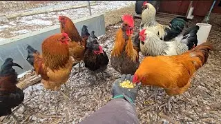 Who STAYS And Who GOES! _ Homestead Update! // Whitt Acres