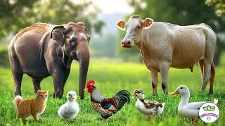 Farm Animal Paradise: Elephant, Cow, Cat, Duck, Chicken, Dog &ndash; Relaxing Farm Ambience