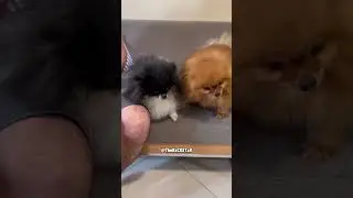 My Daddy Doggy Time! - RxCKSTxR Comedy Voiceover!