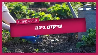 שיקום גינה למתחילים, 3 שלבים ואתם פורחים