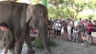 Elephant rescue