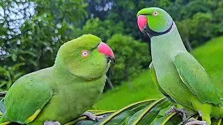 Green parrot talking videos |Ringneck parrot video |Alexander Parrots video |Batuni parrot video 