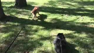ROVER DOG BOARDING | MIMI