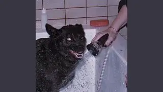i bite