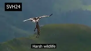 Mountain Eagle hunting a mountain  goat