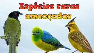 esp&eacute;cies de aves raras amea&ccedil;adas