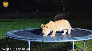 CCTV Camera: Caught Unicorn and Other Animals Jumping On The Trampoline At 3Am