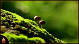 Whimsical Piano Music | Hidden | Beautiful Instrumental Piano