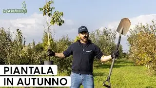 Perché mettere a dimora alberi e arbusti in autunno è la scelta migliore per il tuo giardino!