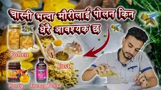 Bee Pollen || चास्नी भन्दा मौरीलाई पोलन किन धेरै आवश्यक छ ?|| Why Pollen Is Necessary For Bee