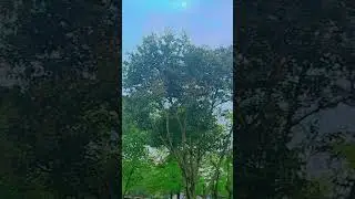 Good tree#good view#good Mausam#good morning