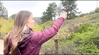 Restoring the Presidio | California Academy of Sciences