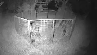 Hog trap in action - Autauga County, Alabama
