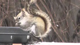 Balancing Squirrel