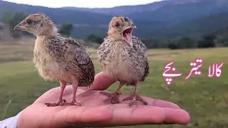 Kala Teetar Chicks | kala Teetar ke Bache