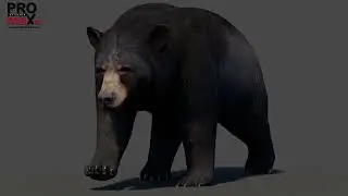 Black Bear 3D Model Walk Cycle Animation | PROmax3D