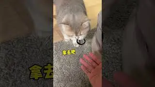 Play Like a Cat 🐱🎉 | Cute & Funny Moments #funny #cat