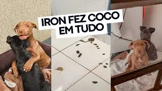 O dia que meu irmão Iron Pitbull posou na minha casa 🐾