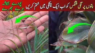 best fungusside spray for all plants|fungus disease solution