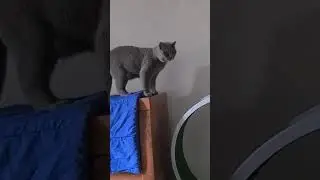 #красиваякошка #cat 🍒🥝🫒🥥🥭