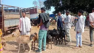 बेपारी को सुमेंग दबदबा || हाटगम्हरिया बाजार षिरजोन टीम का निरीक्षण 