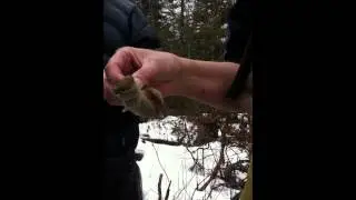 We trapped Red-Backed Voles