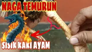 Sisik kaki ayam naga temurun pematah tulang lawan