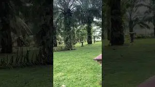 Kegiatan Prunning di kebun sawit paling bersih di indonesia.support ya👍🙏