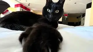 My Cat Baxter's Daily IV Fluids