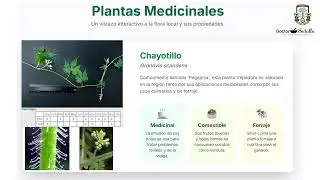 El Chayotillo