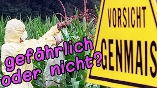 Wie GEF&Auml;HRLICH ist Gen-Mais?