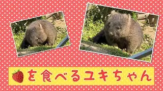 【wombat】🍓を食べるユキちゃん☆(Eat strawberries)