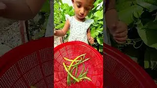 গাছের সতেজ বরবটি  পারা হচ্ছে # #bd #vegetable #cutebaby #foryou