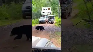 Wilpattu safari moments in Sri Lanka, bear spotting #nationalpark #srilankatravel