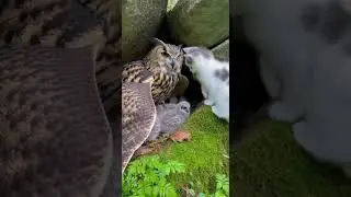 The Kitten Who Found Shelter in a Bird&rsquo;s Nest Survives Against All Odds #kitten #wildlife #nature