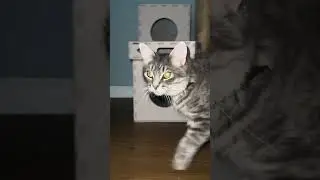 Rocky is trying  to open it so bad , veq me bo sherr